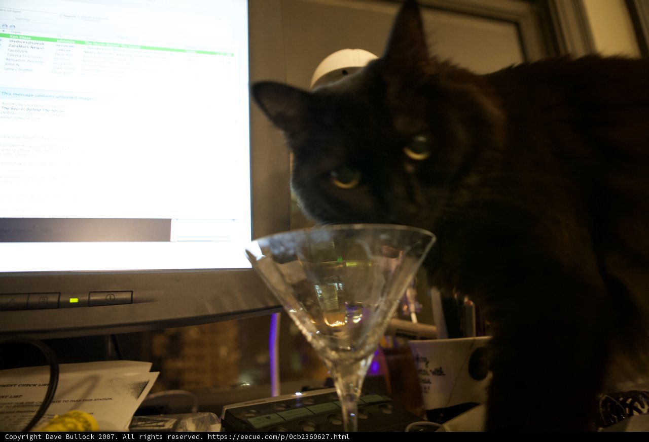 Cocktail Nights with Feline Friends
