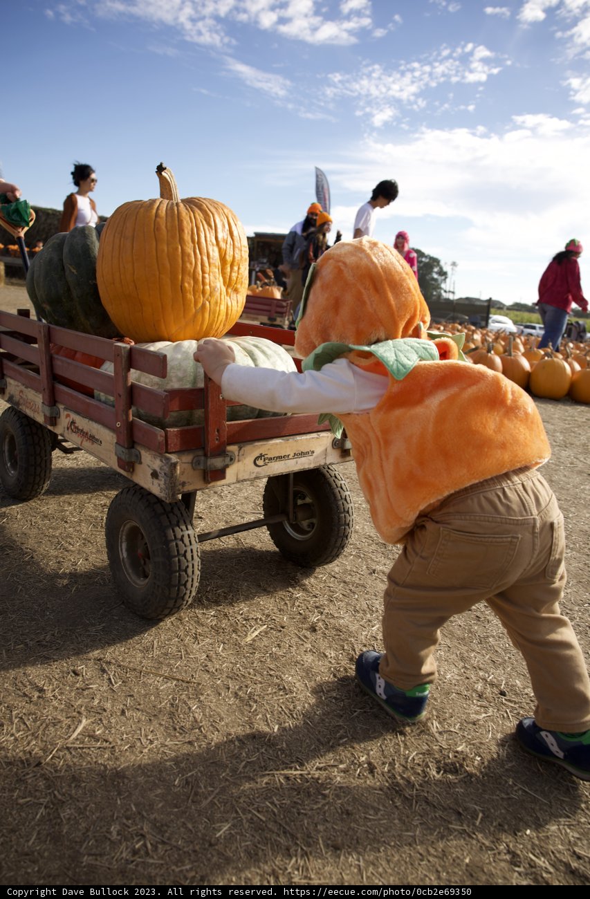 Boy with his Bountiful Harvest