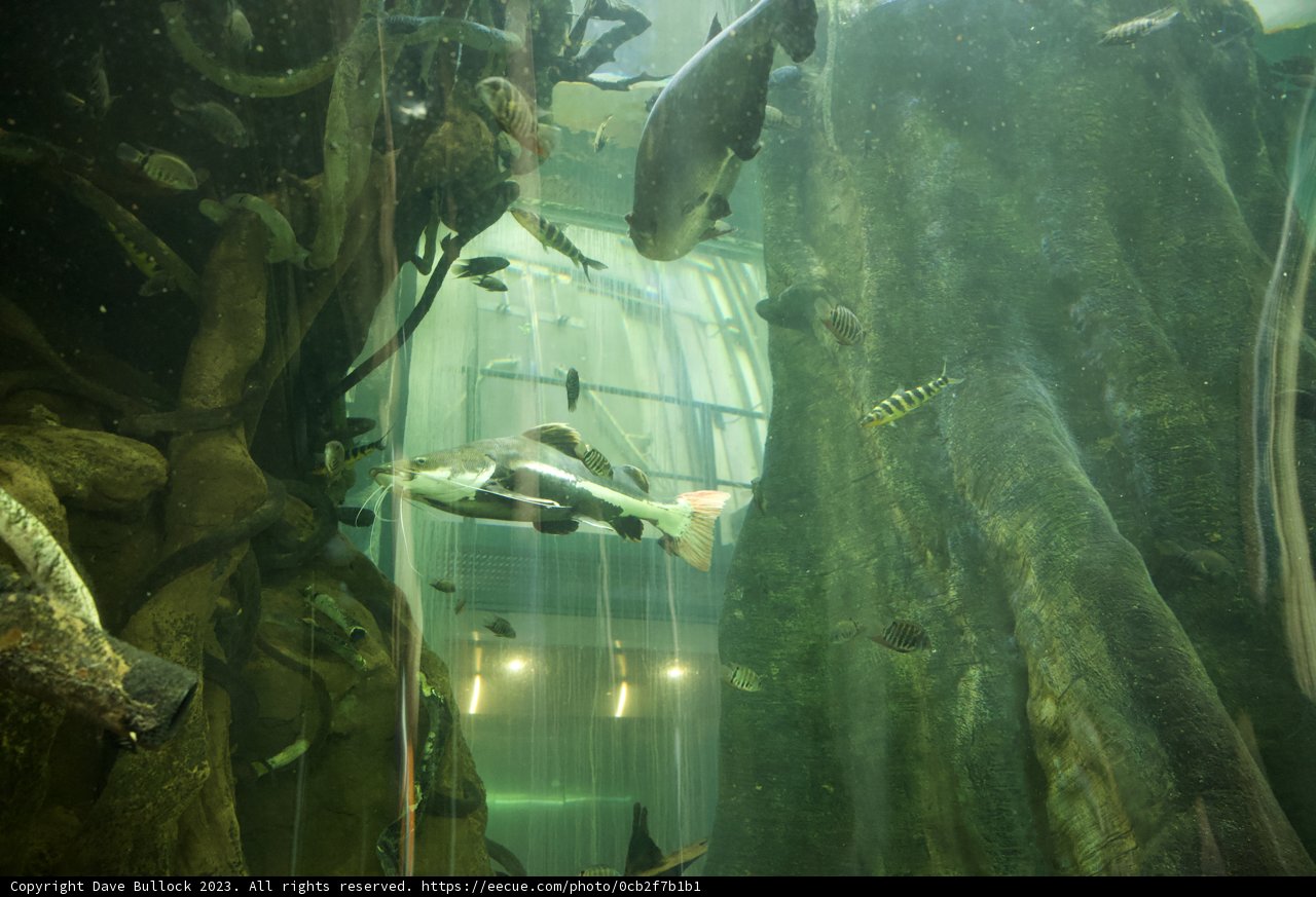 A Serene Swim: Fish in the Aquarium at Golden Gate Park