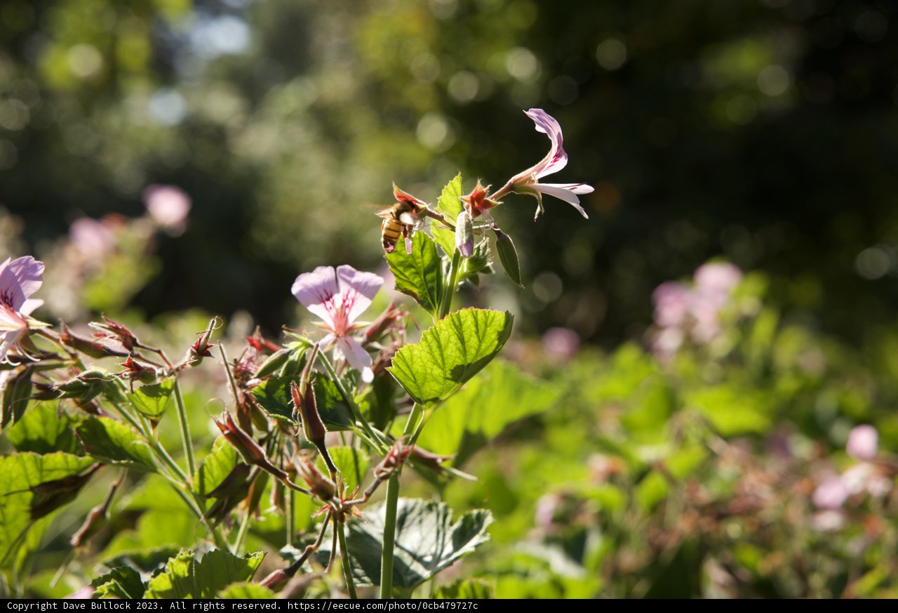 Dancing Bees and Floral Wonders at San Francisco Botanical Garden