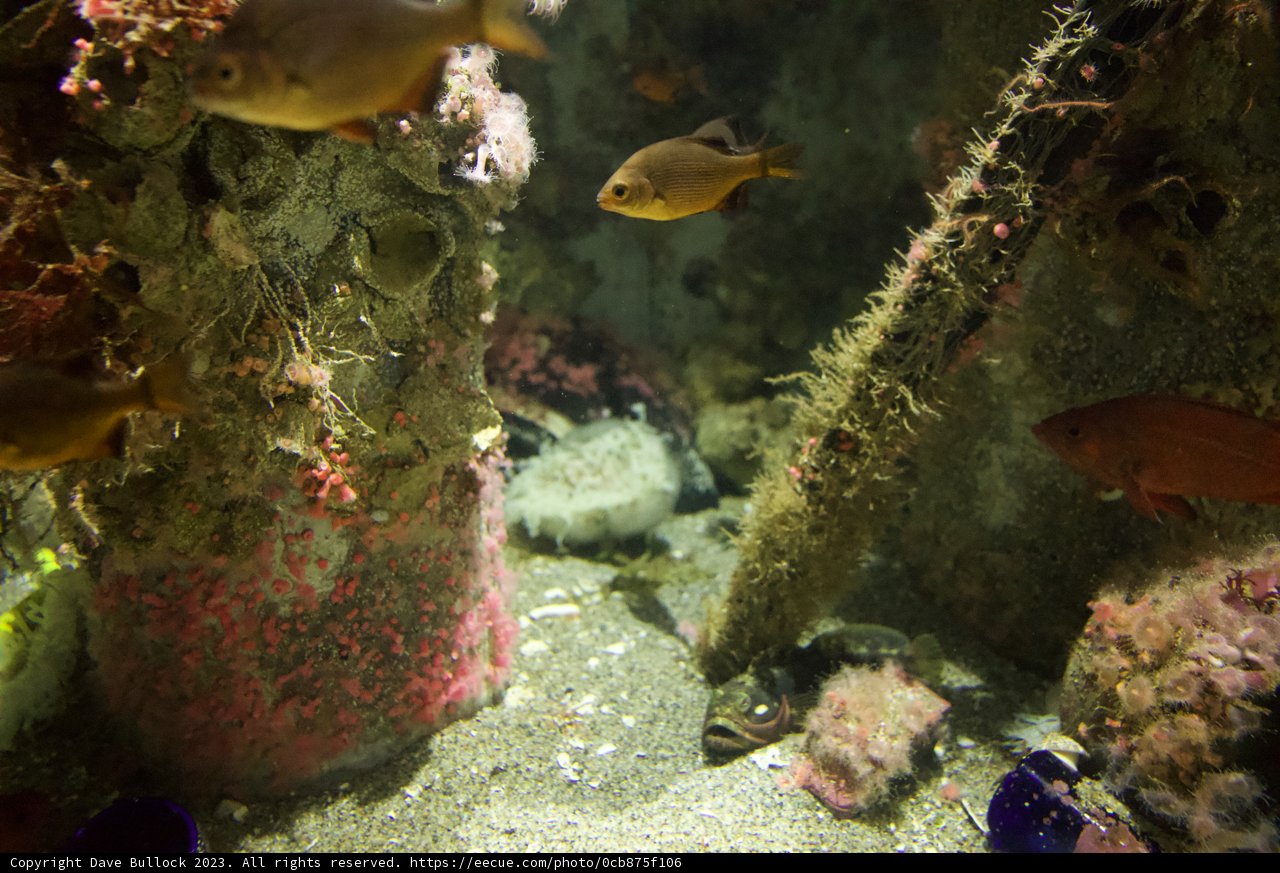 Enthralling Depths: An Underwater Spectacle at Monterey Bay Aquarium