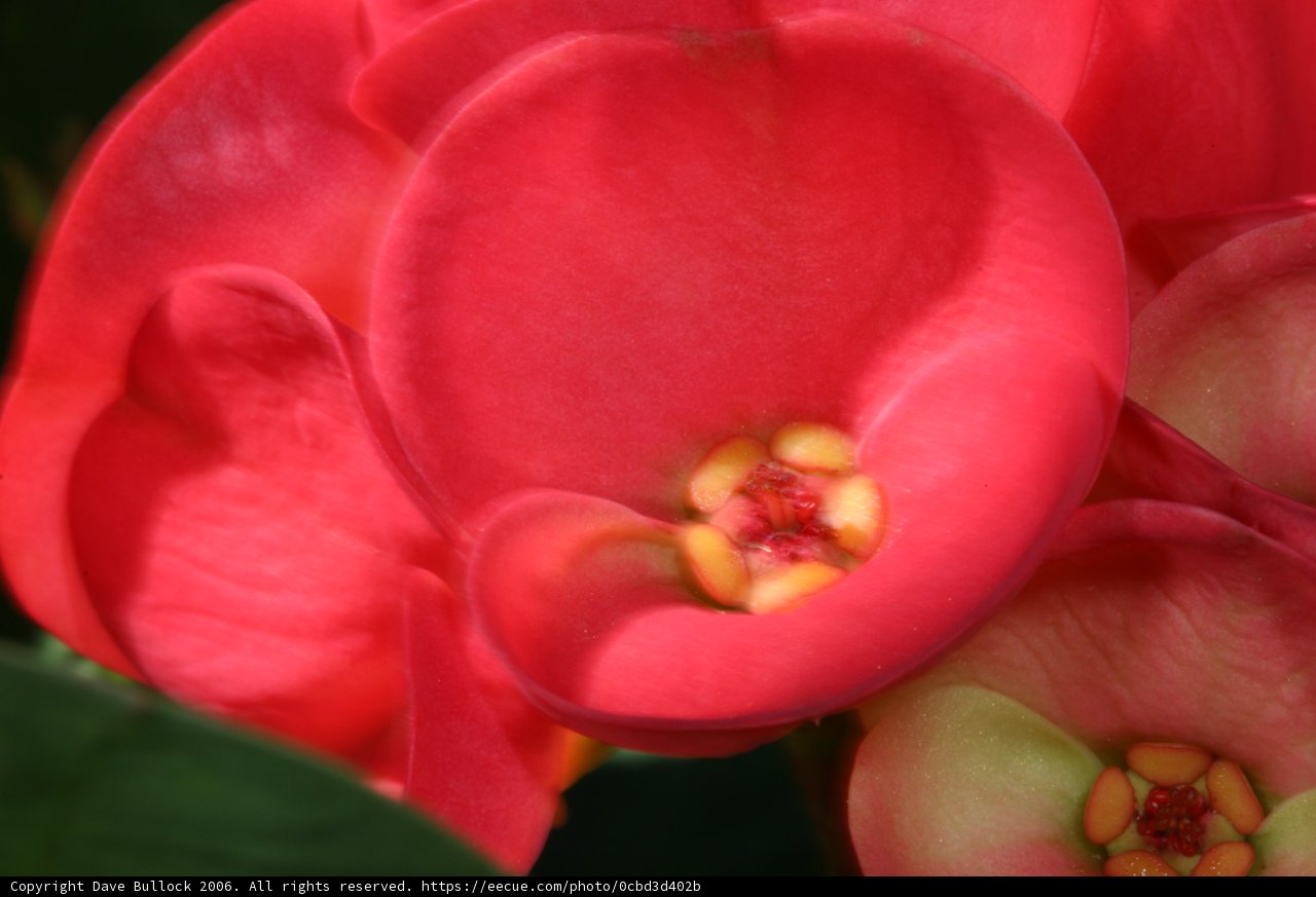 Red Begonia in Full Bloom