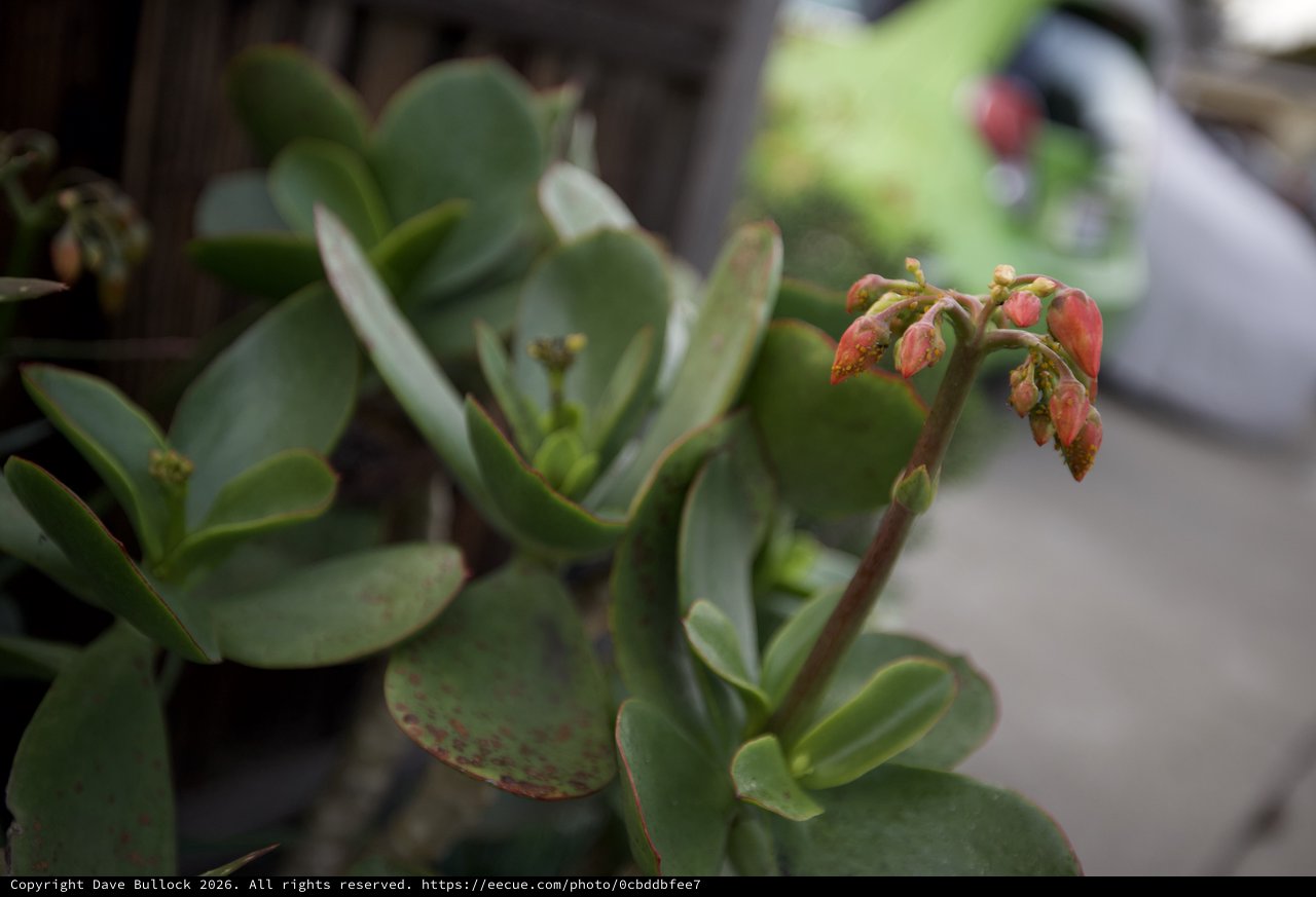 Desert Succulent with Pink Blooms in Urban Setting