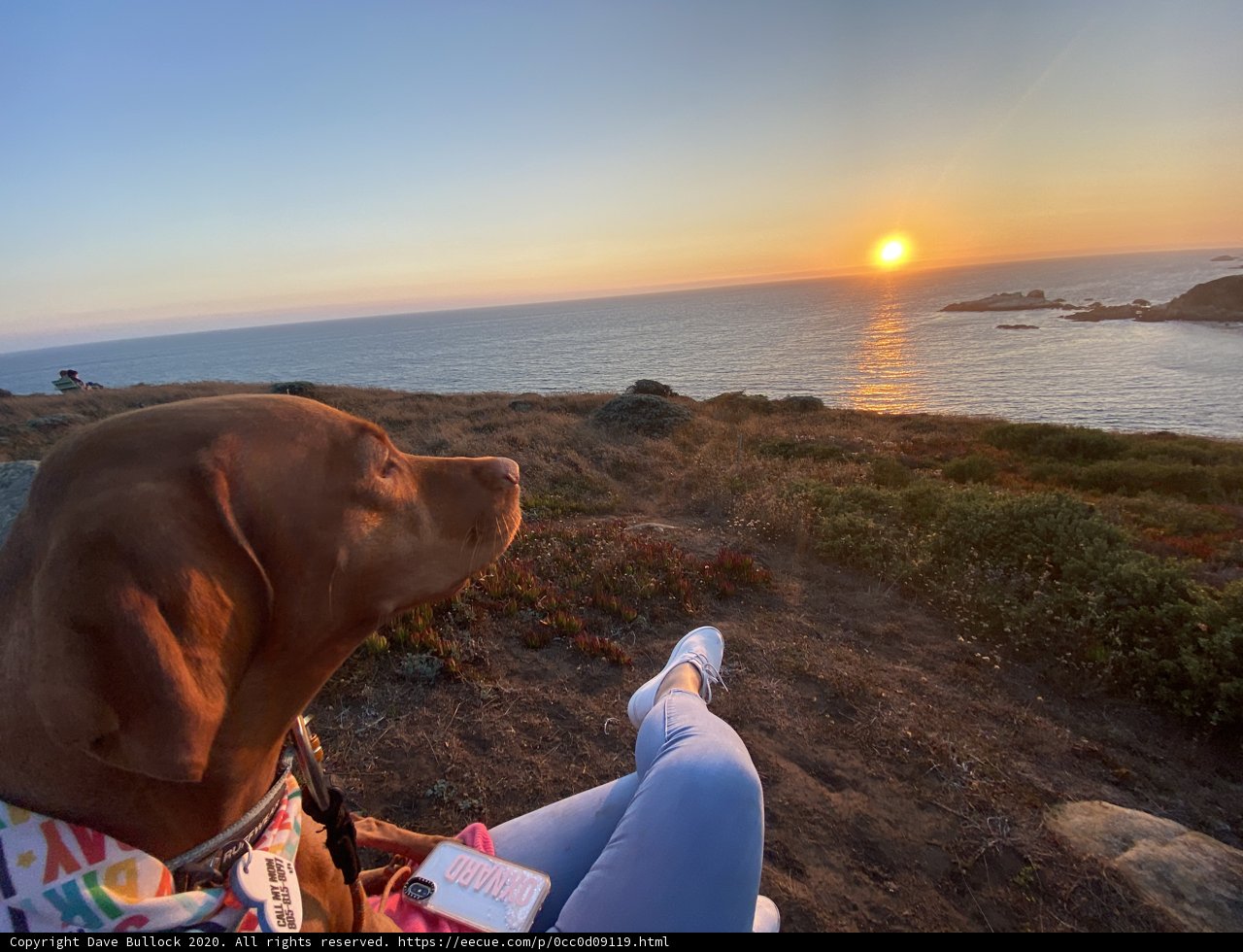 Sunset Overlooking the Ocean with Furry Companion