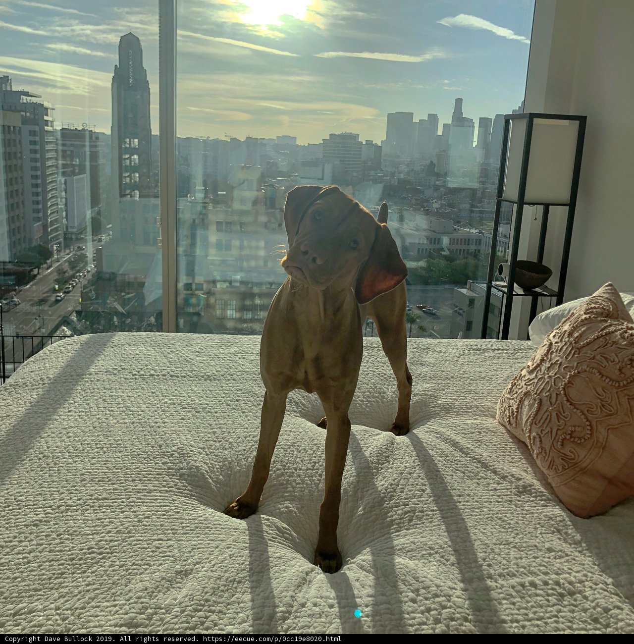 Urban Vizsla