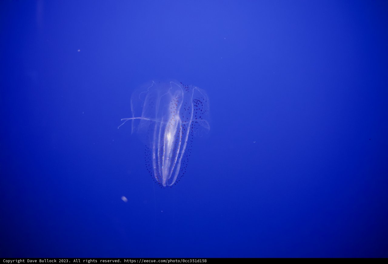 Ethereal Jellyfish in Monterey Bay Aquarium, 2023