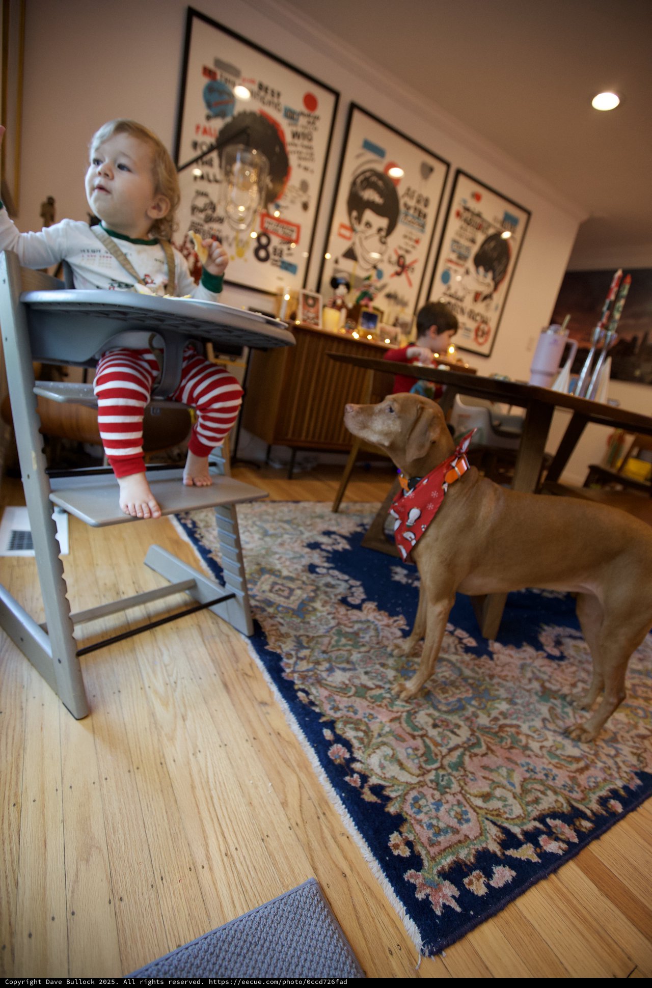 Christmas Morning Curiosity: Child and Dog in Festive Home