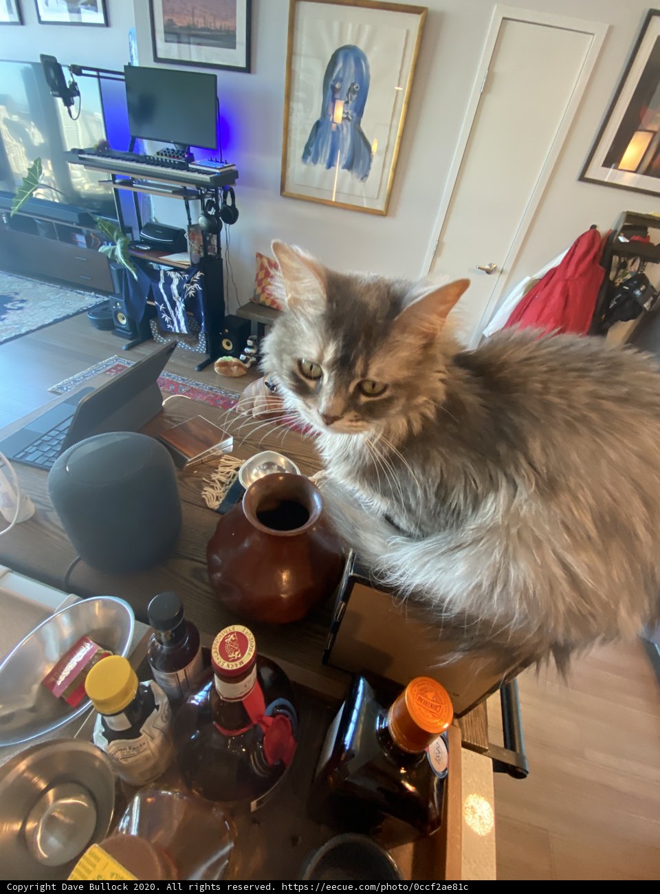 The Watchful Feline of the kitchen