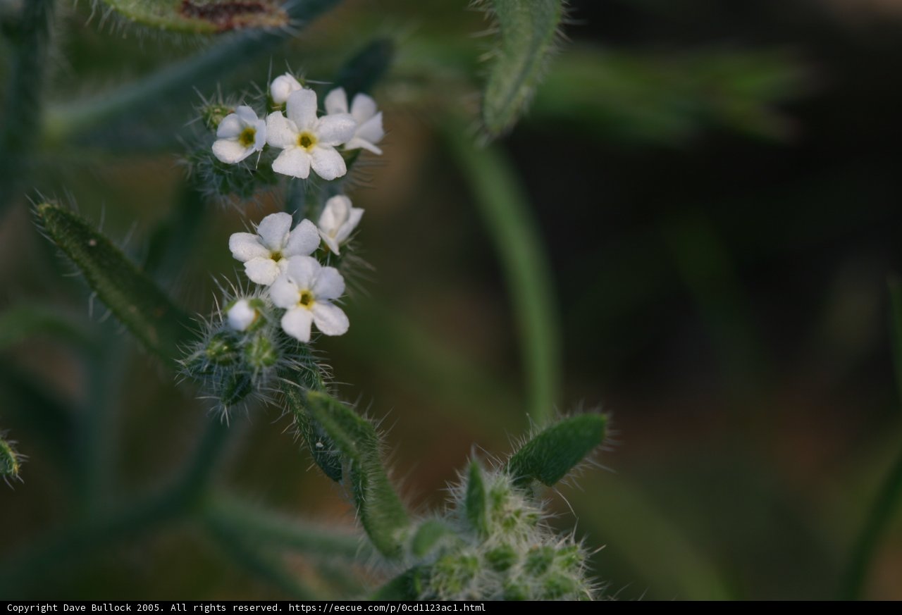 Delicate Geranium Blossom