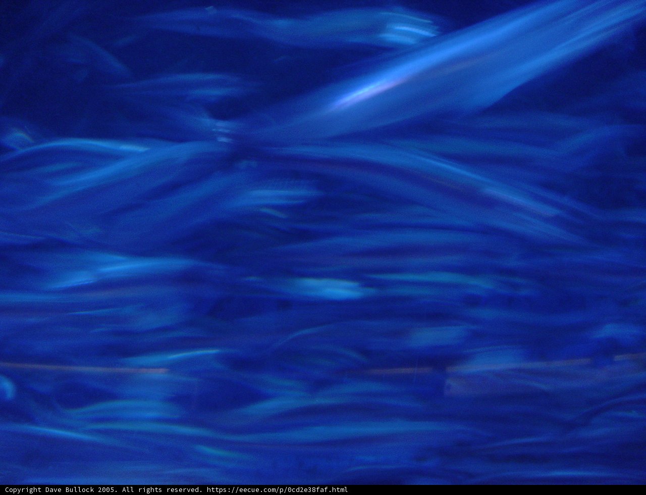 The Sea Life in the Blue Pool