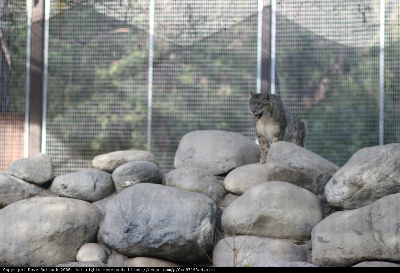 Majestic Wolf in a Zoo