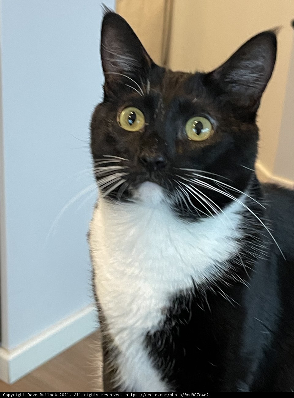Classic Cat
