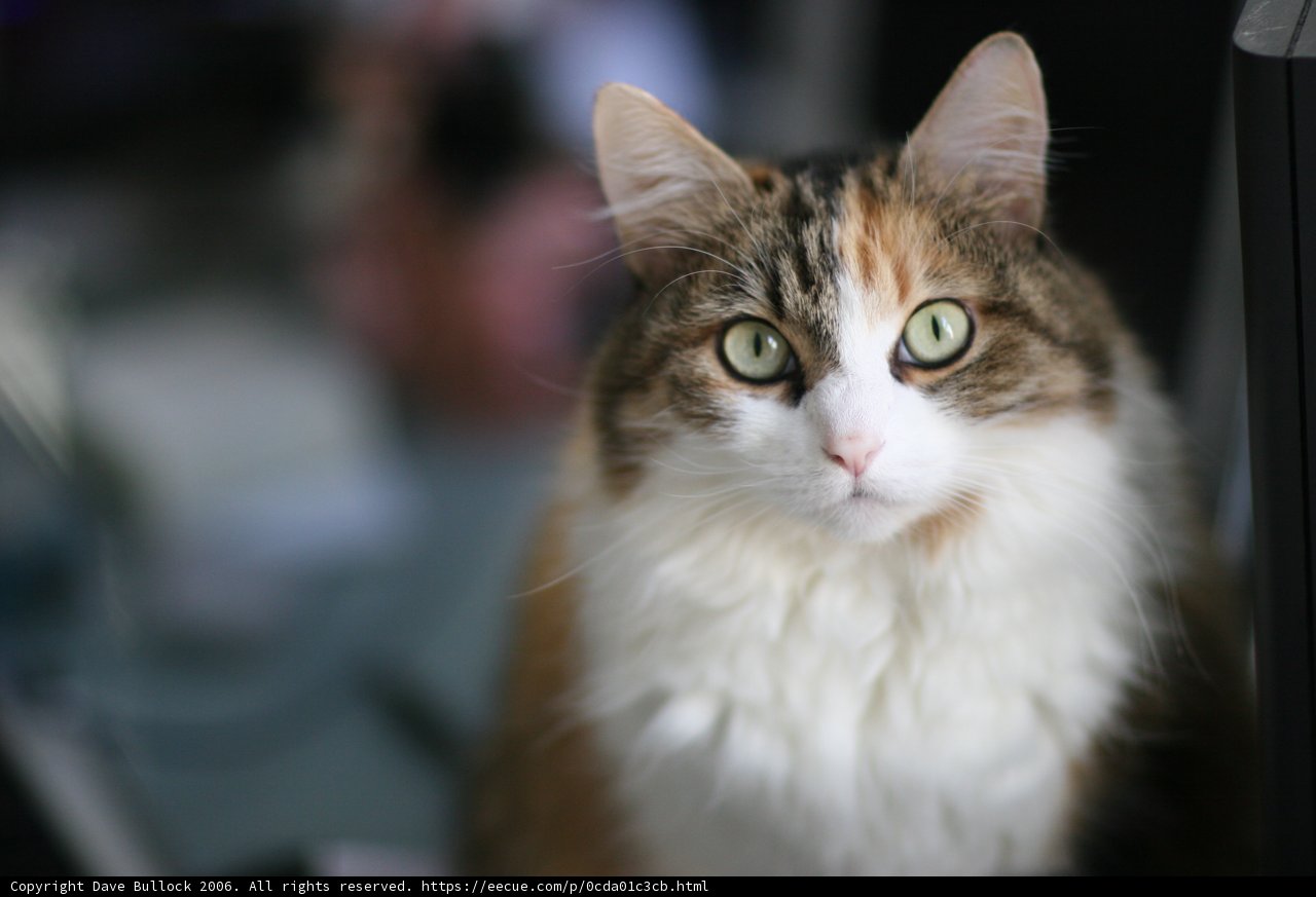 Desk Cat