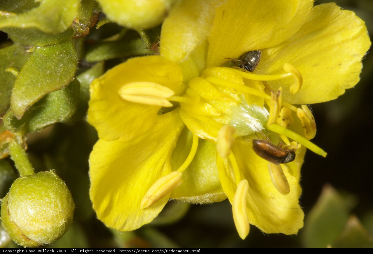 Bee on Yellow Geranium
