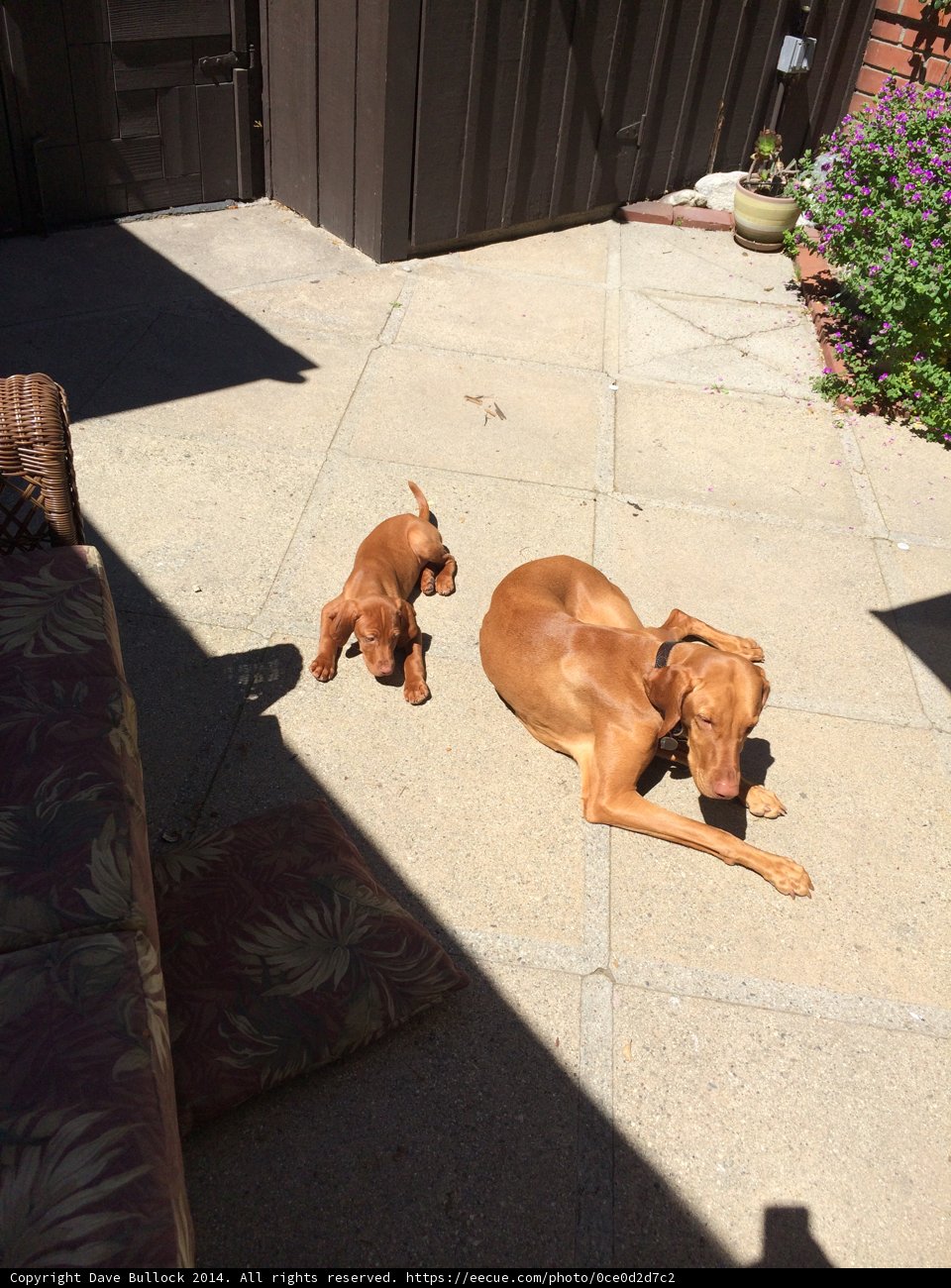 Peaceful Pups on the Flagstone Patio