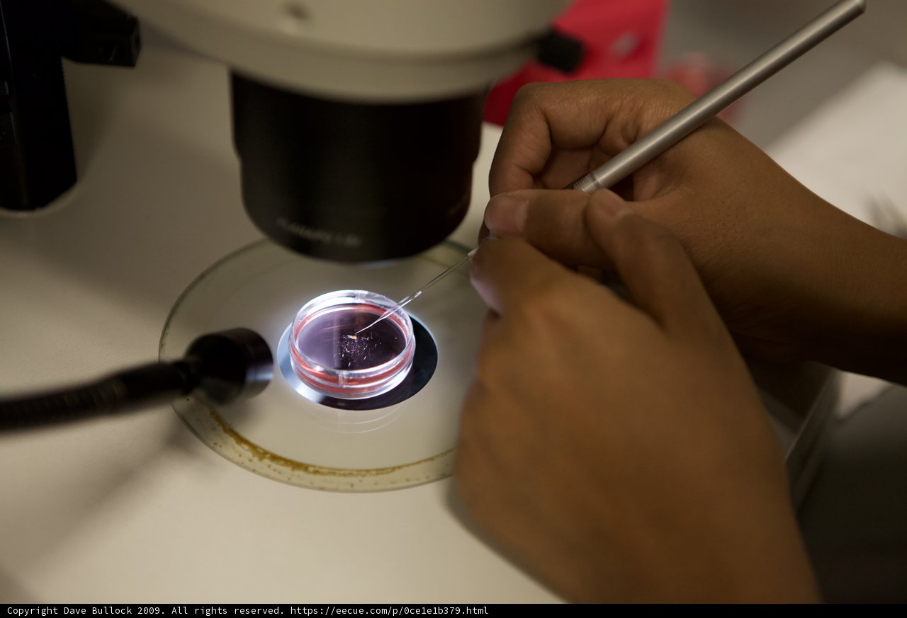 Microscopic Study