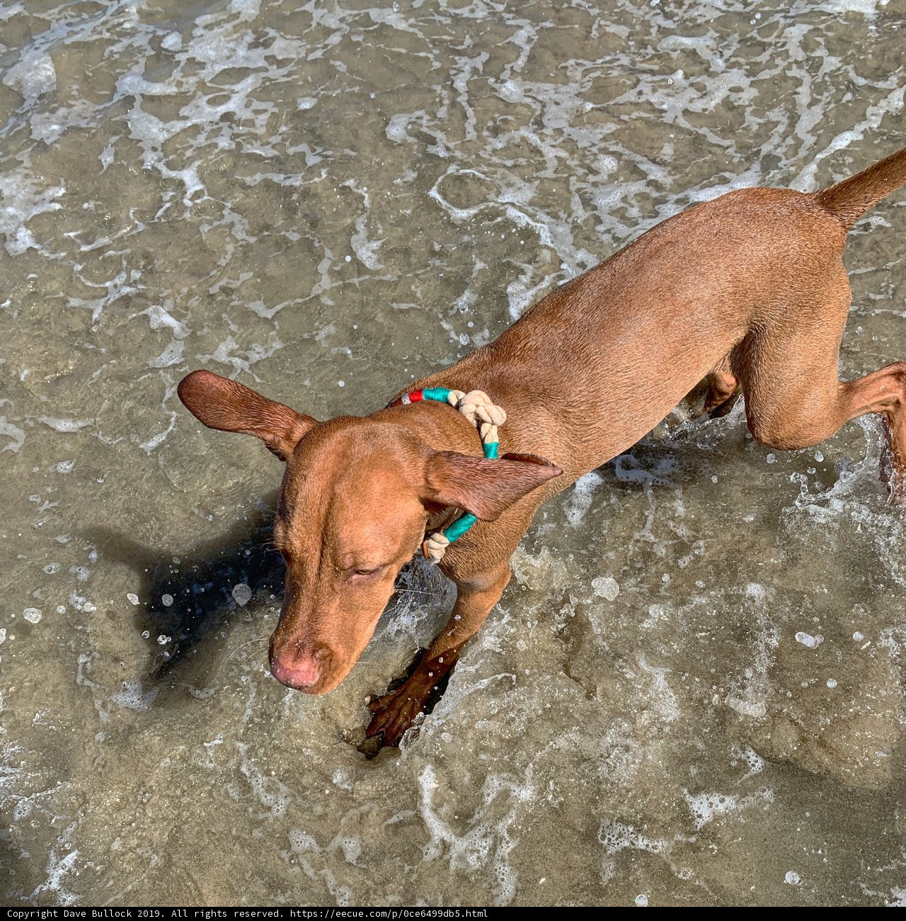 Splashing around at Huntington Dog Beach