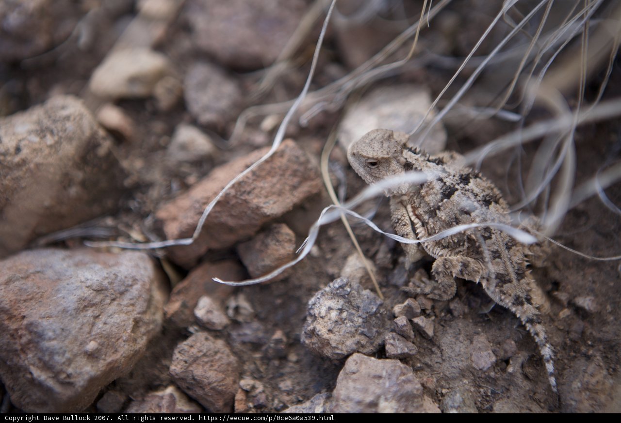 Tiny Lizard among Rubble