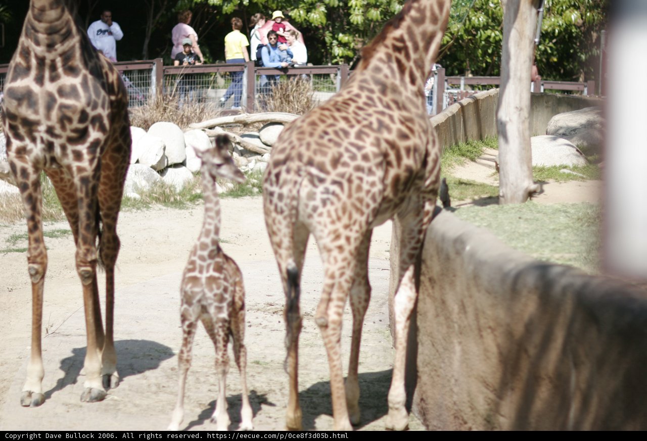 Giraffes at the Zoo