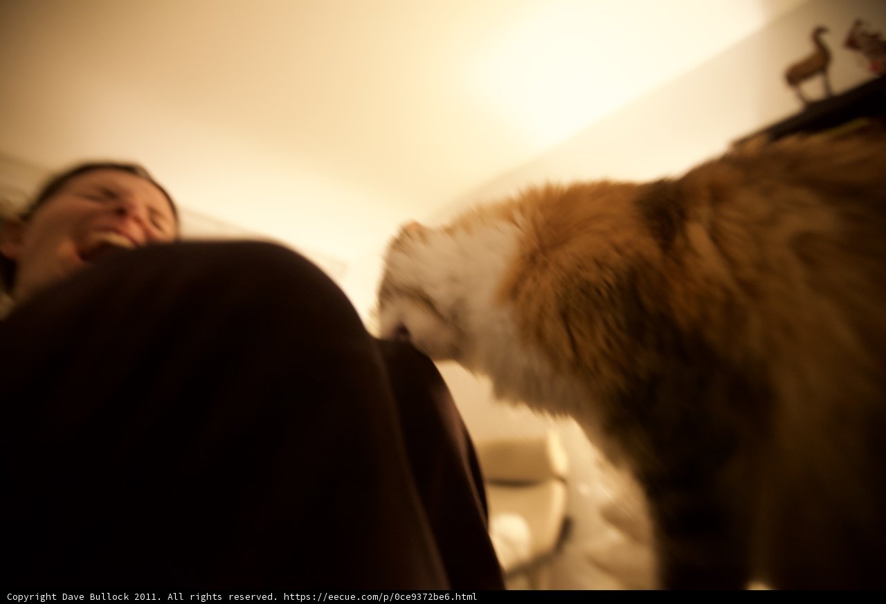 Feline Affection