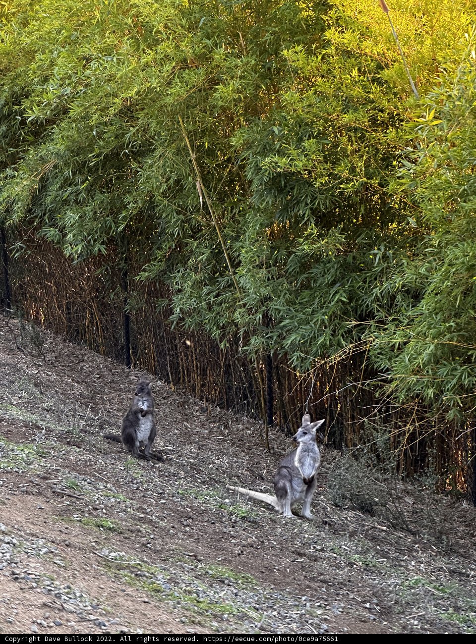 Kangaroos in the Wild