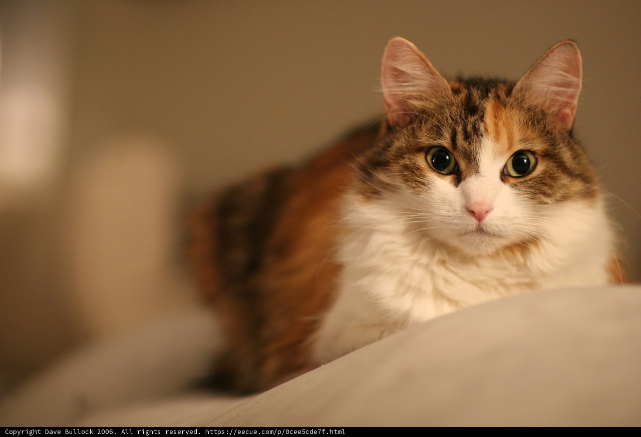 The Sleepy Calico
