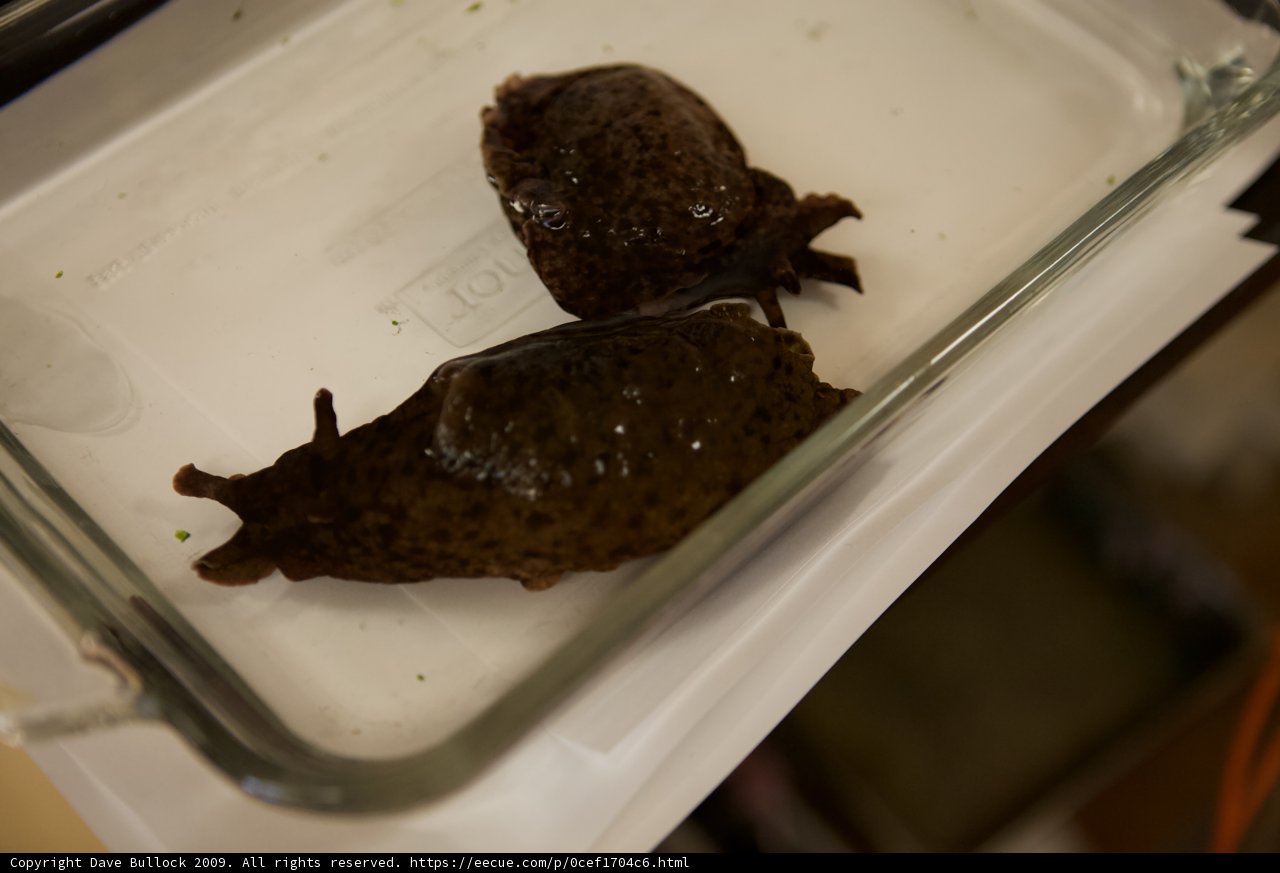 Black Slugs in a Glass Container