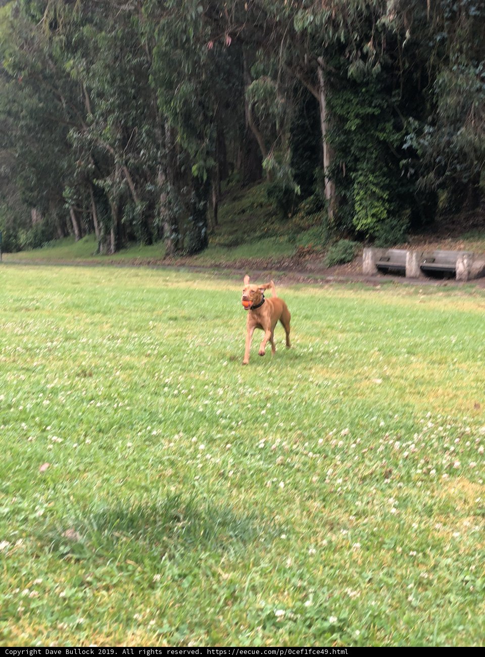 The Joy of Running Free