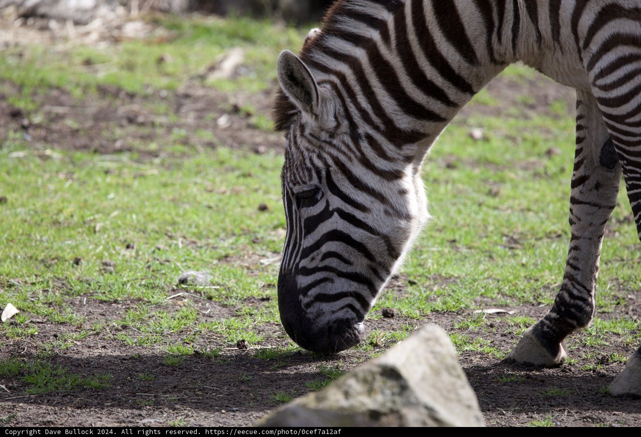 Zebra Grazing Tranquility