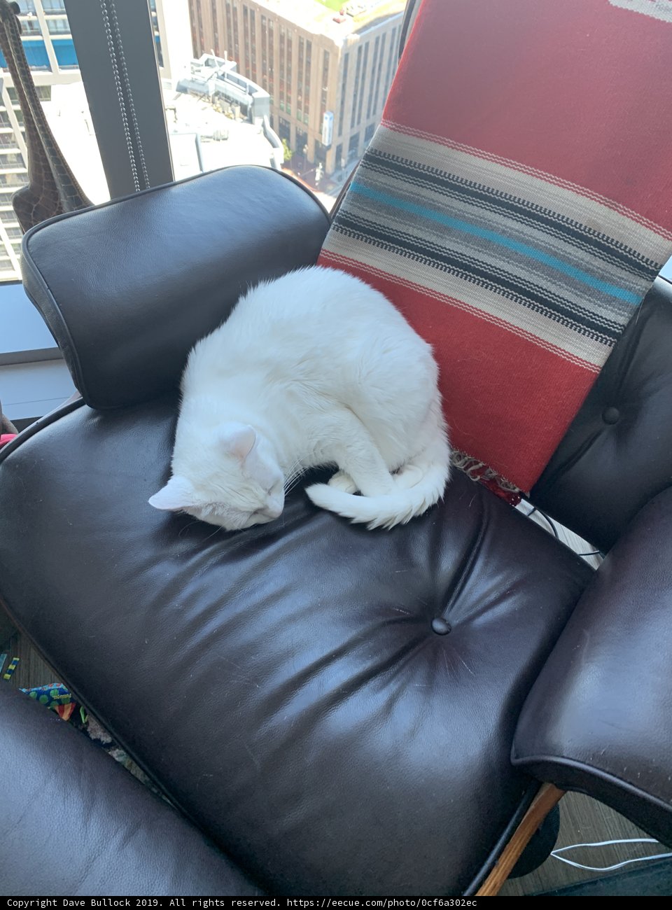 Cozy Cat Nap