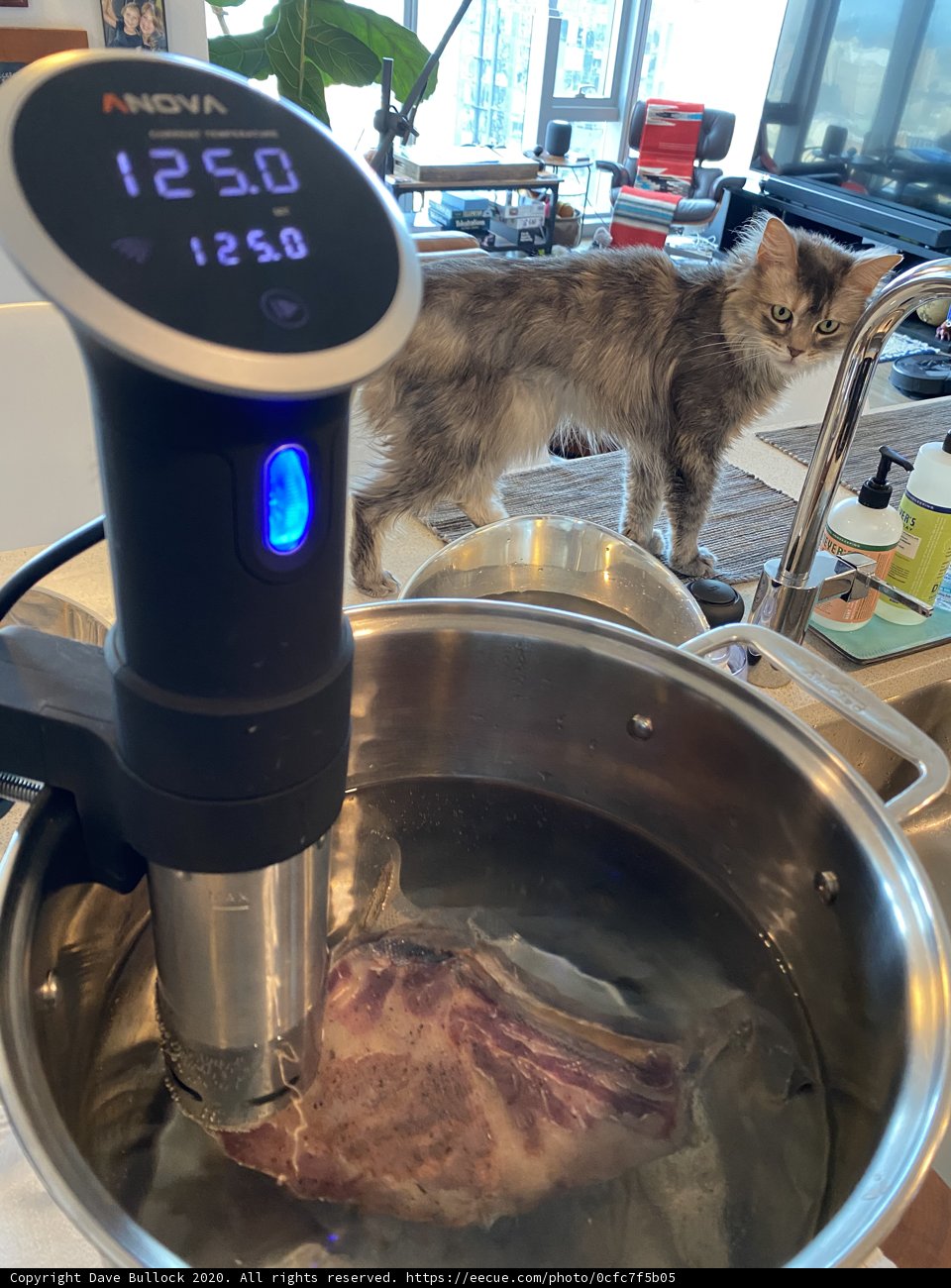 Curious Cat by the Sink