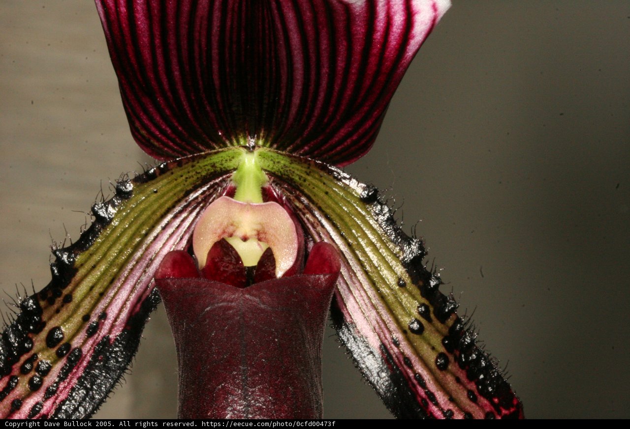 Orchid Bloom