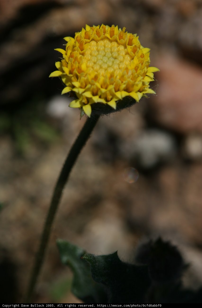 Desert Marigold