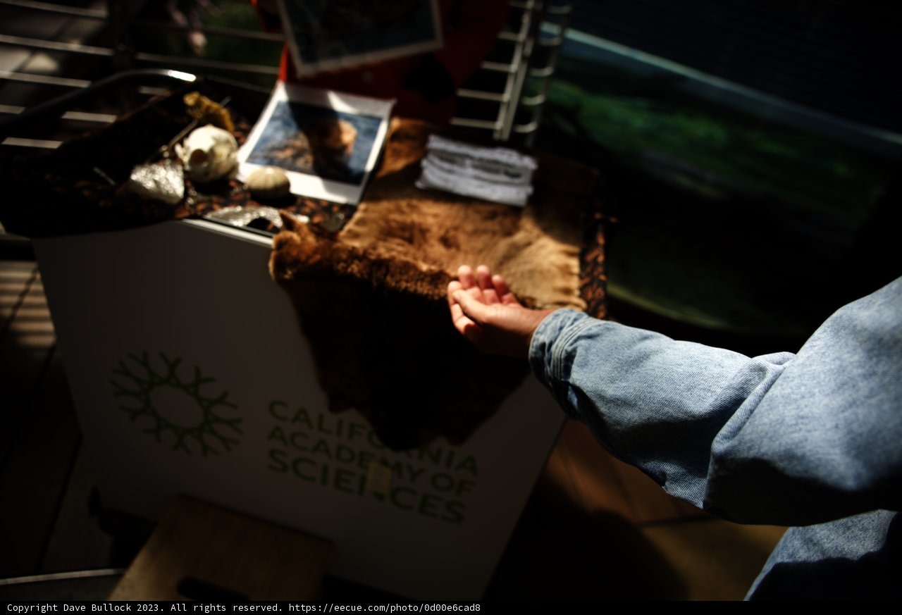 Unforgettable Moments at California Academy of Sciences