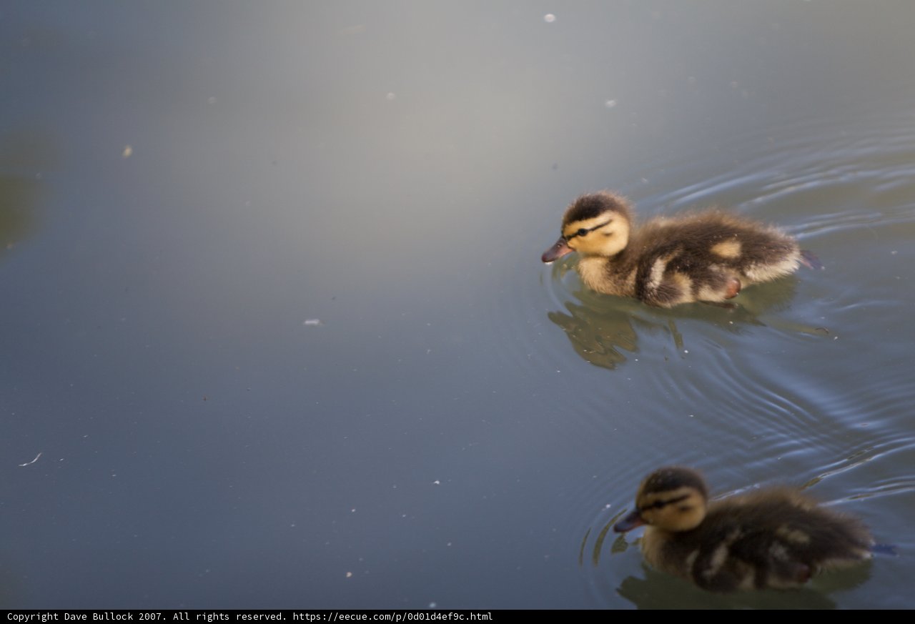 Playful Ducklings
