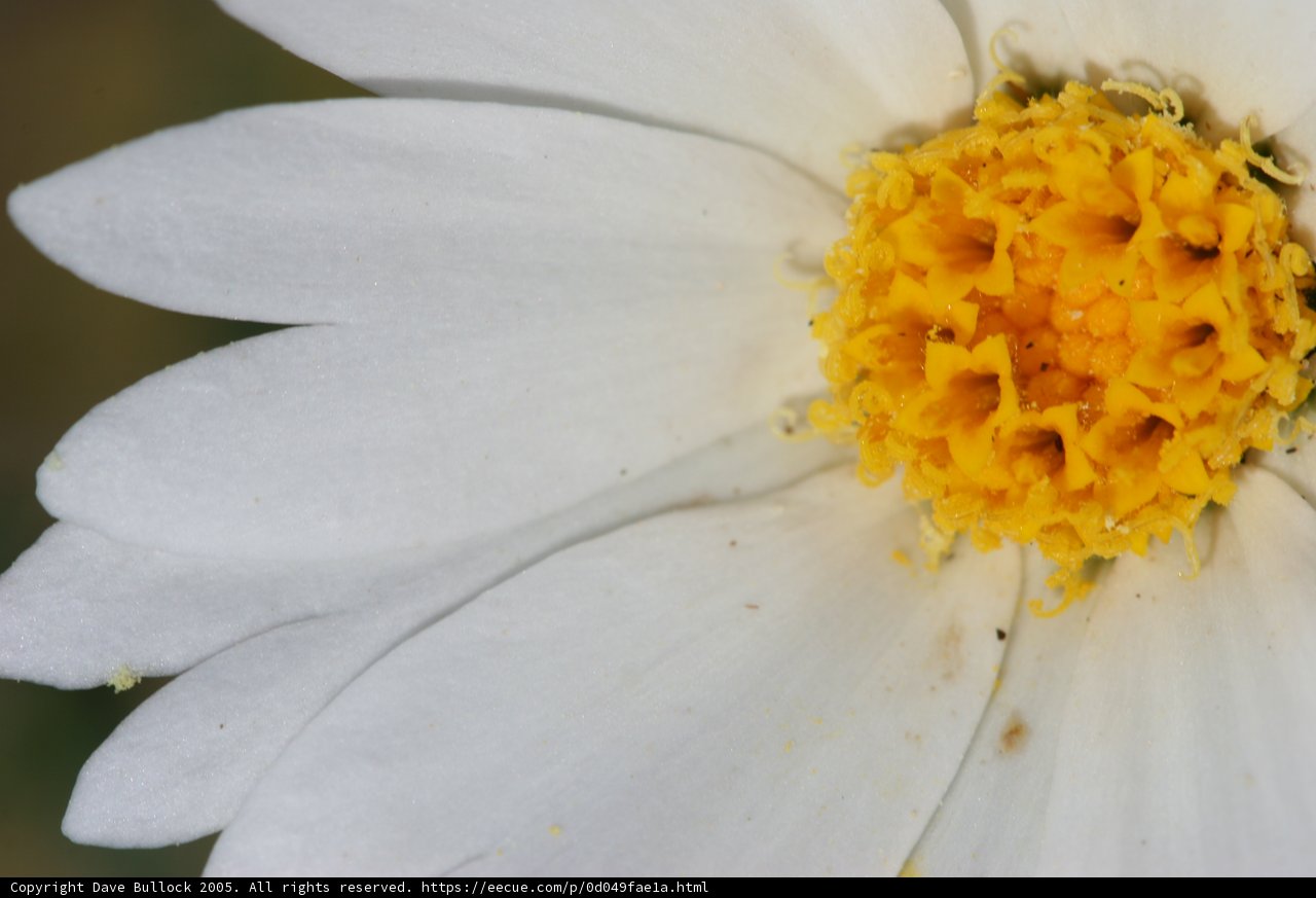 White Daisy with Yellow Center