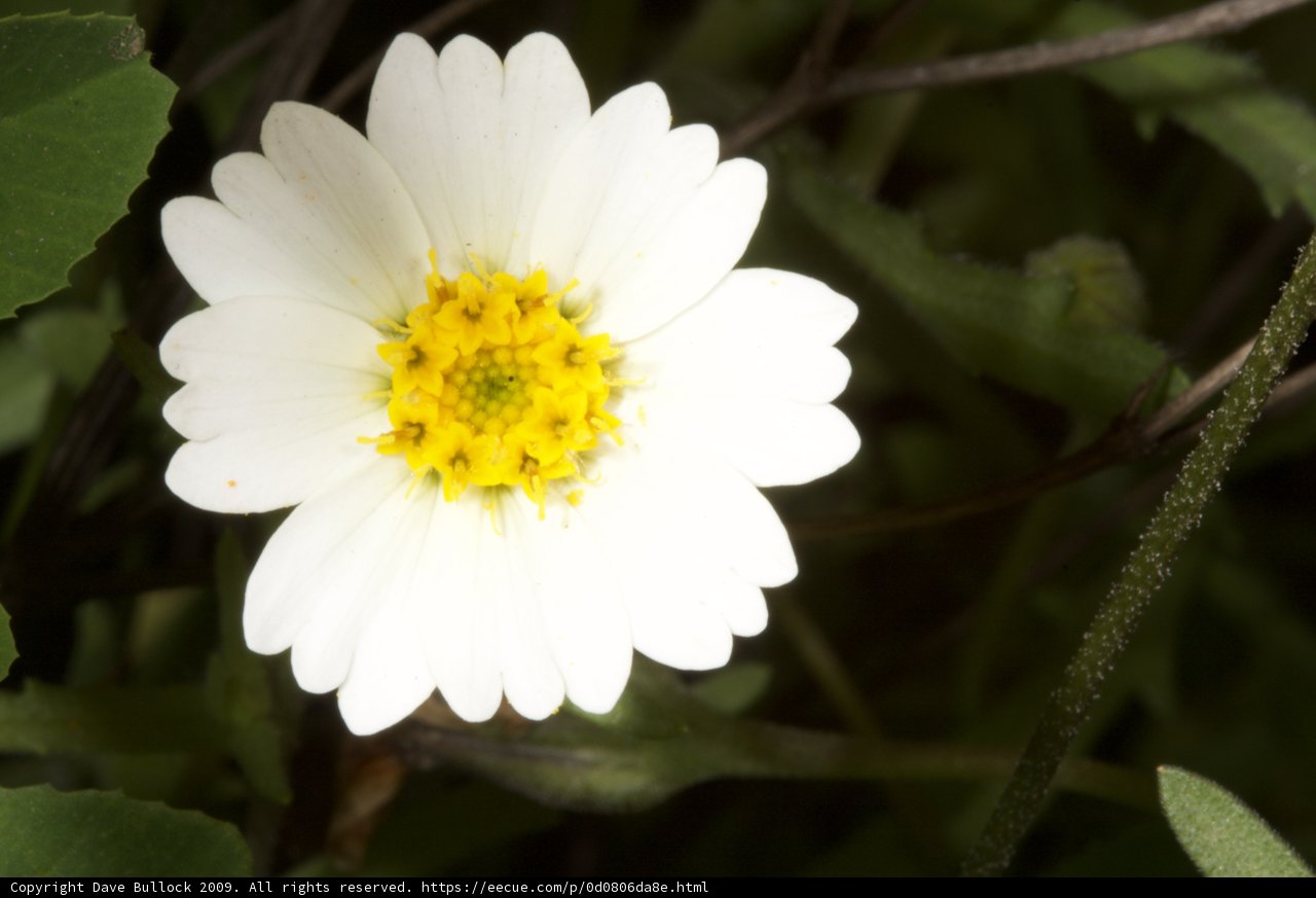 White Daisy in Green Foliage