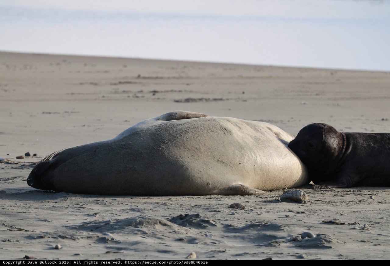 Elephant Seal Resting on Drakes Beach Shore