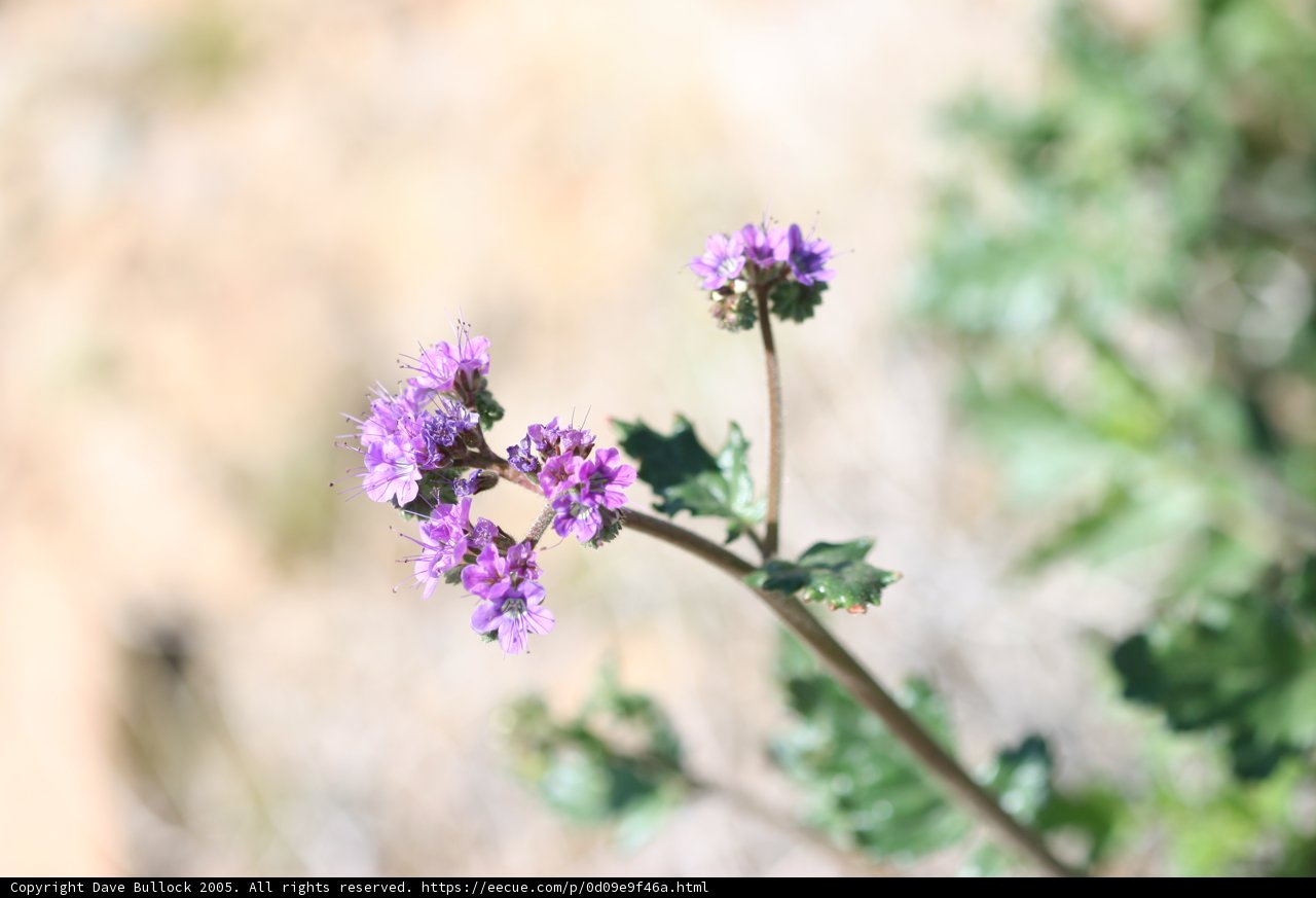 The Elegant Geranium Flower