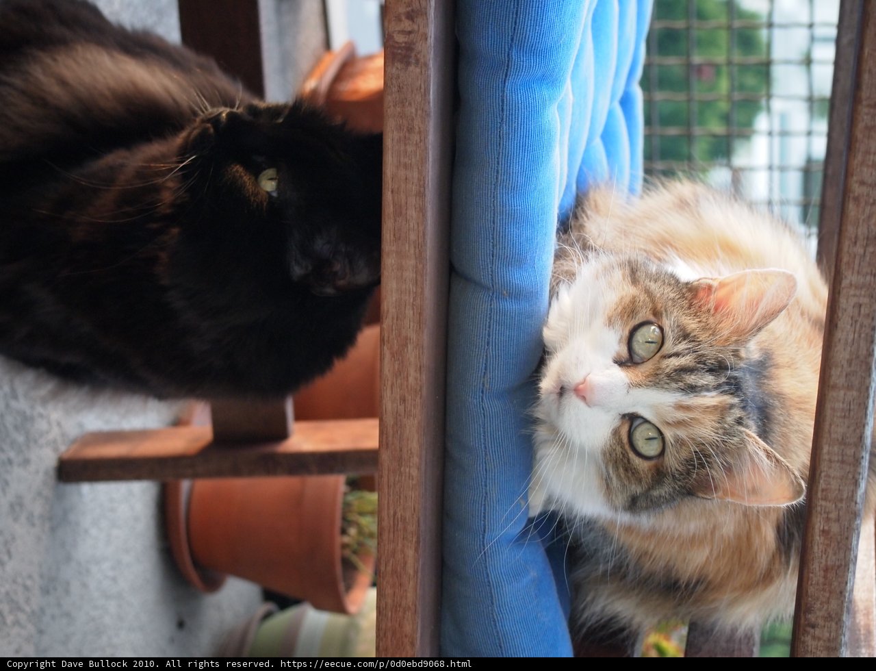 Feline Friends on Blue Chair