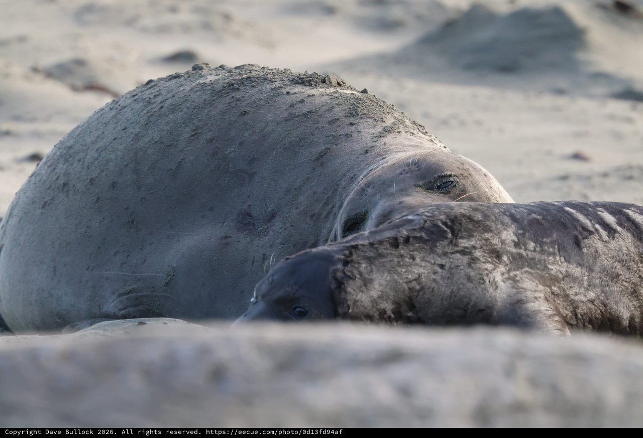 Elephant Seal Mother and Pup Resting on Beach