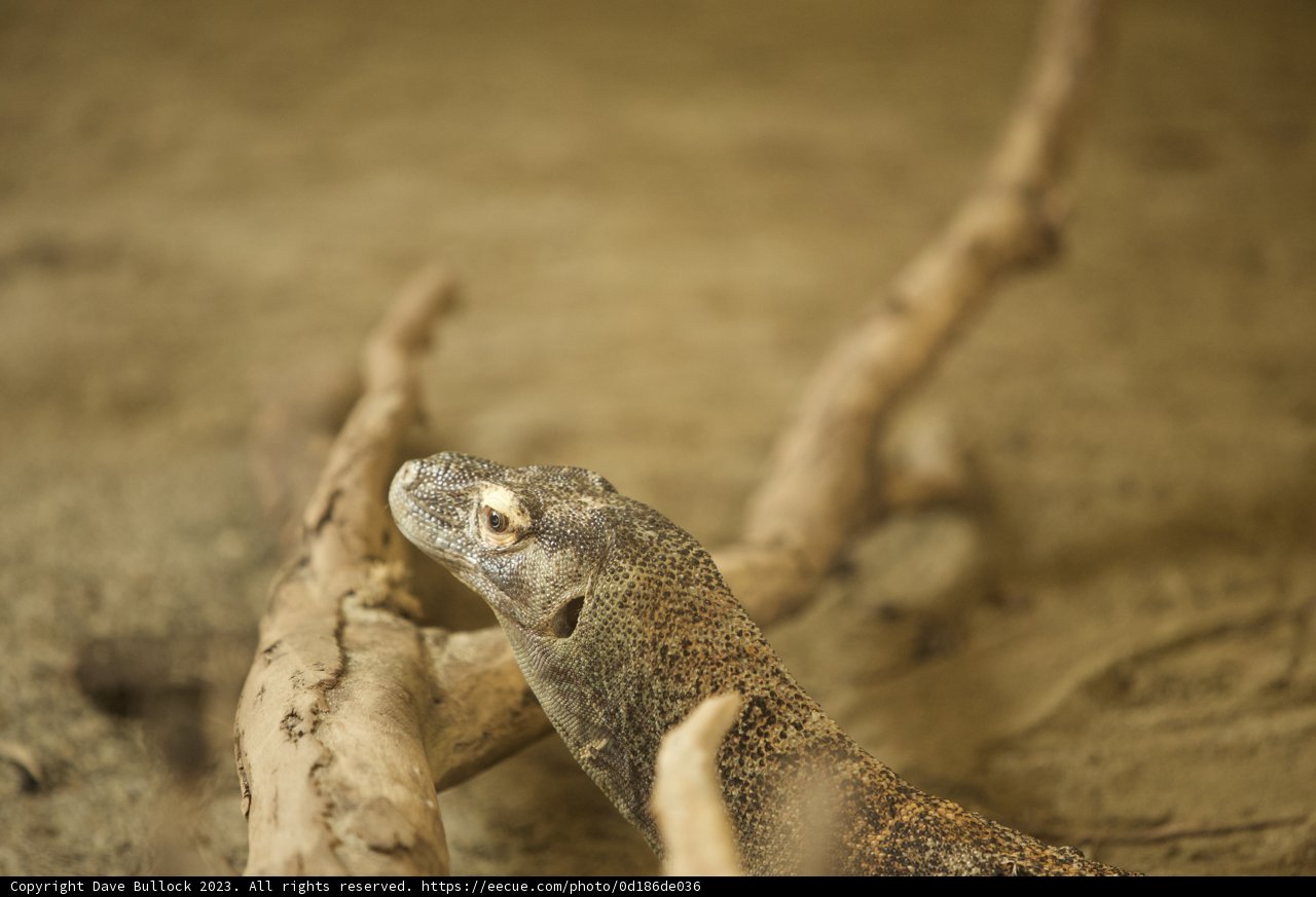 Komodo Coolness at SF Zoo