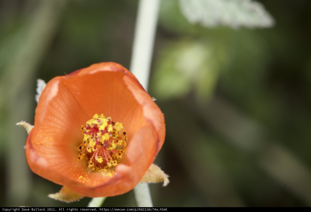 Orange Beauty
