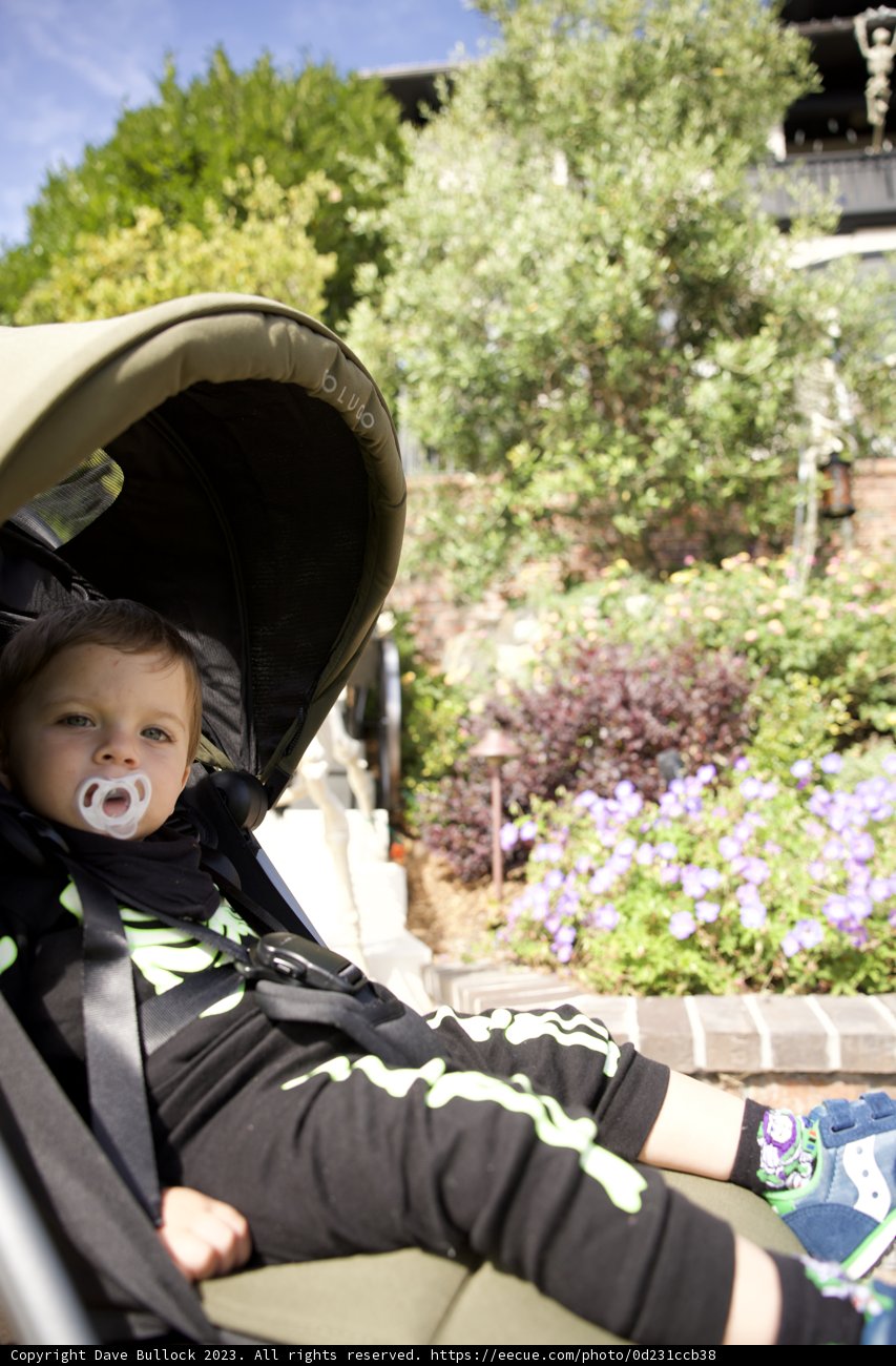 Blooming Stroller Chronicles: Wesley's Spooky San Francisco Adventure