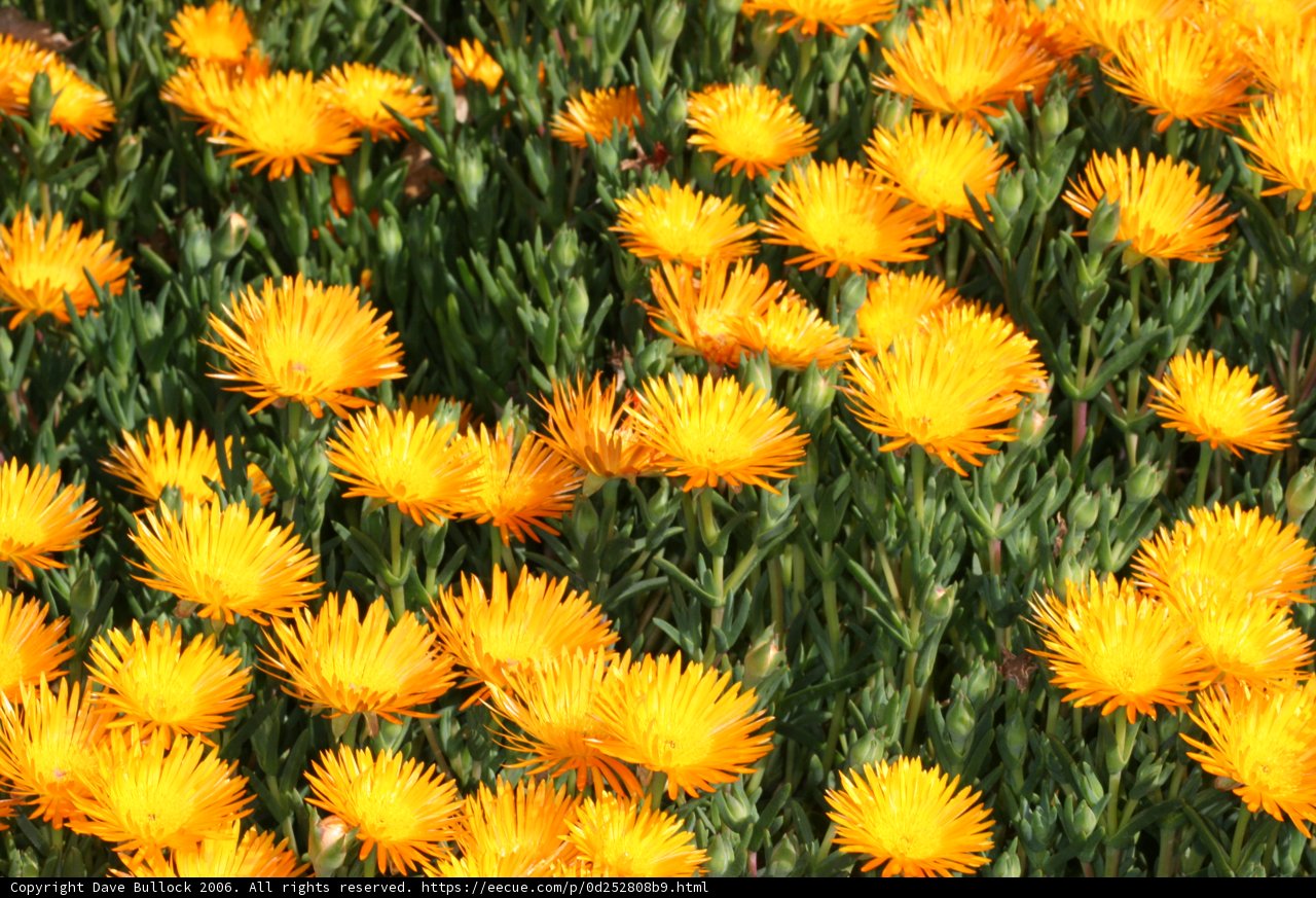 A Field of Yellow Treasures