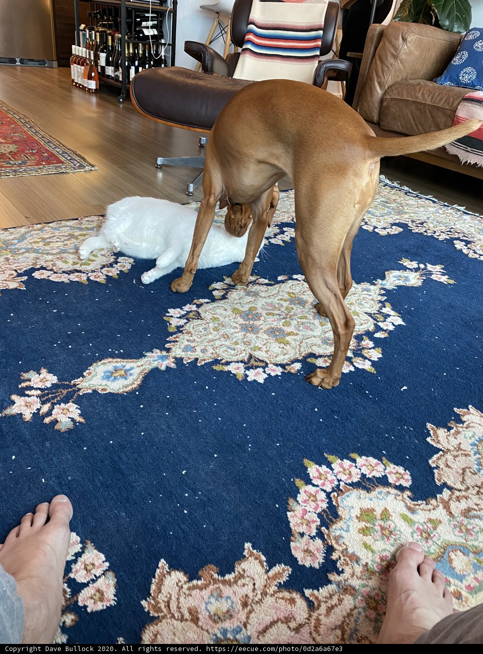 Playtime in the Living Room