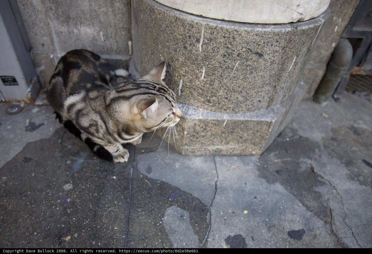 Feline Serenity on a Flagstone Path