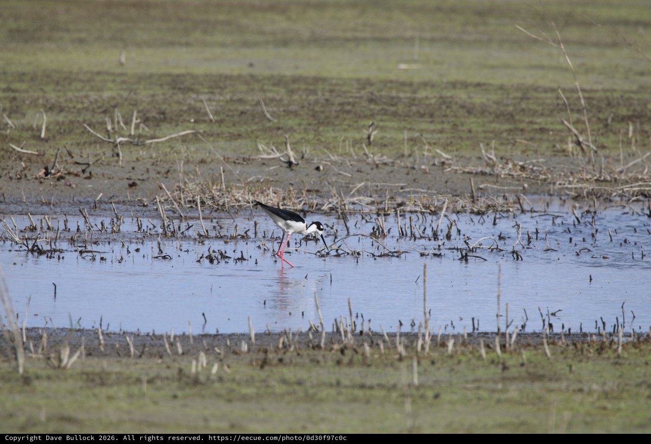 Black-necked Stilt Foraging in Flooded Agricultural Wetland