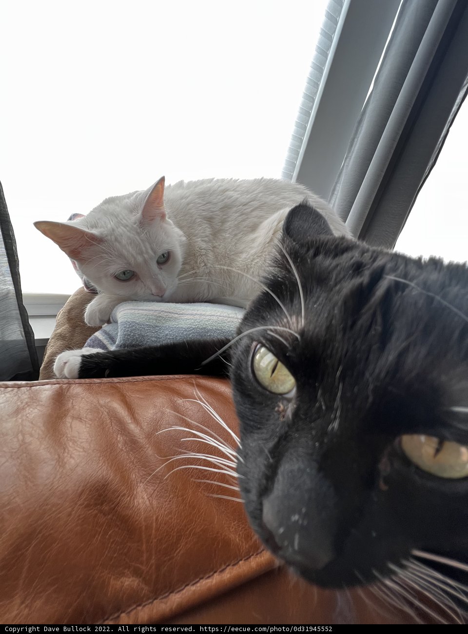 Feline Focus