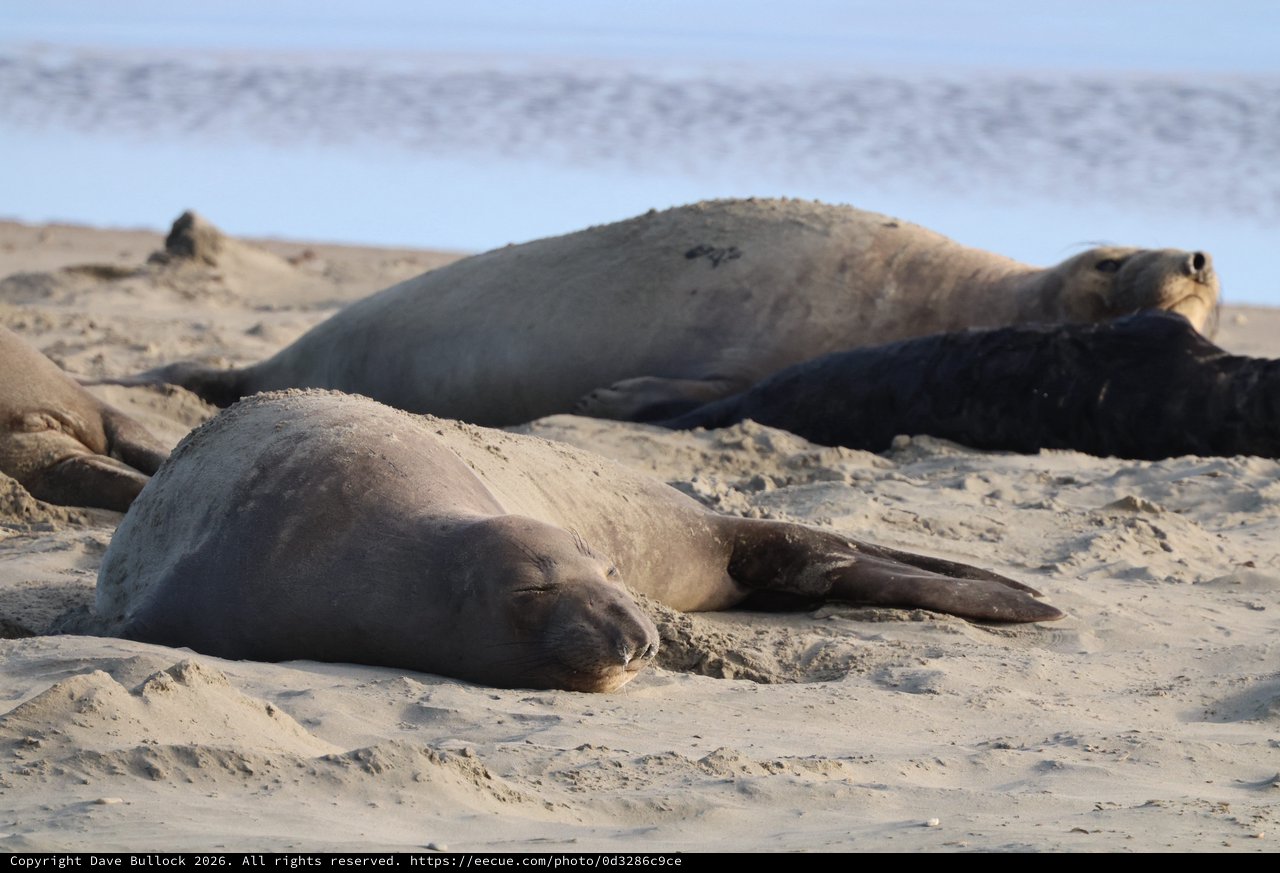 Elephant Seals Resting on Sandy Beach at Drakes Beach